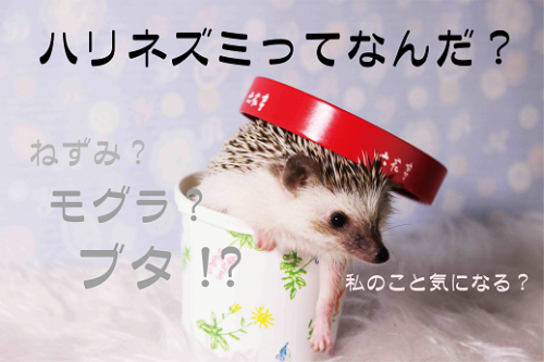 ハリモグラ ハリネズミはネズミじゃない 徹底解説 はりちゅうどっとこむ